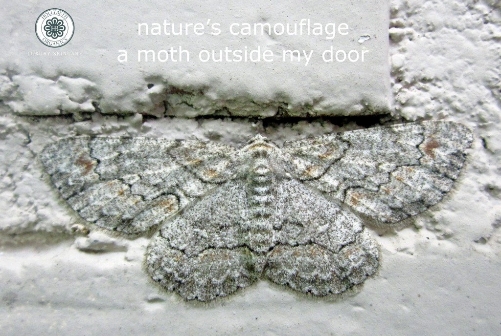 MOTH