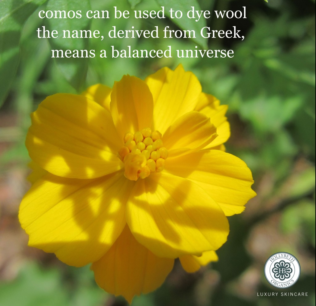 cosmos