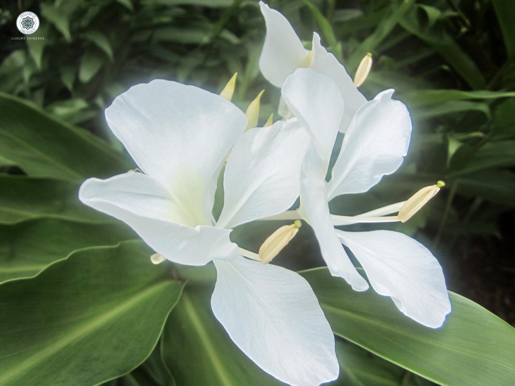 ginger lilies HollyBeth Organics Luxury Skin Care