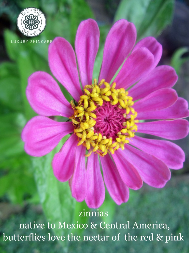 zinnia-026